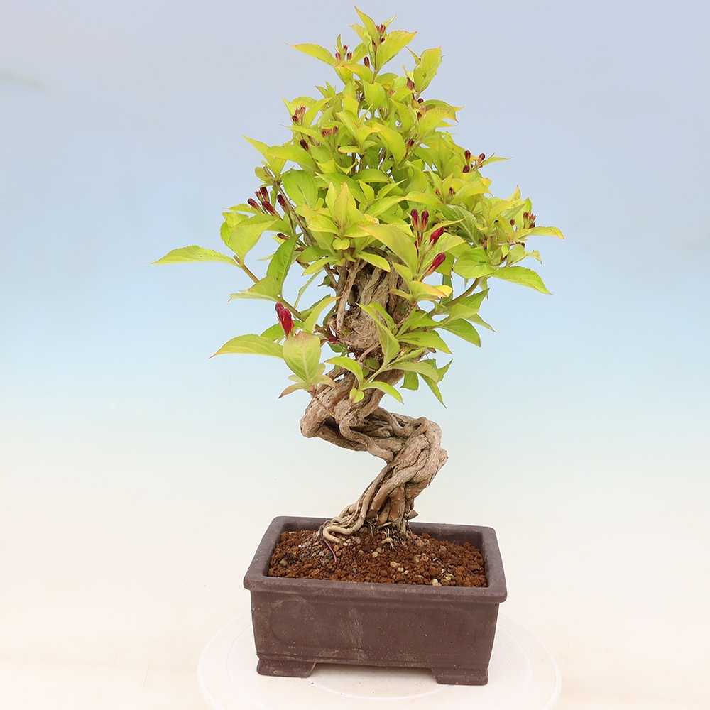 Bonsai da esterno - Weigela subsessilis - Weigela coreana