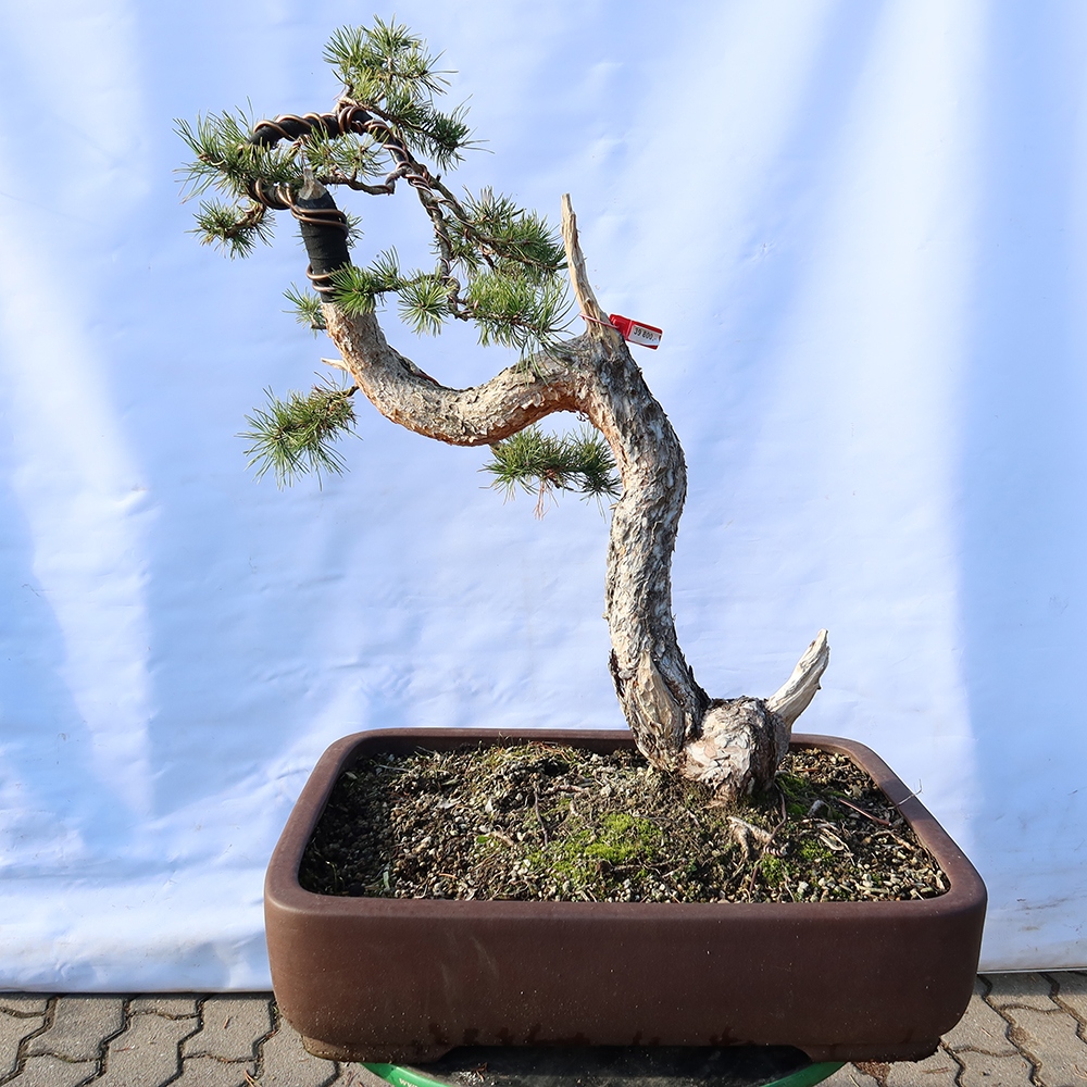 Pinus sylvestris Spagna - pino silvestre