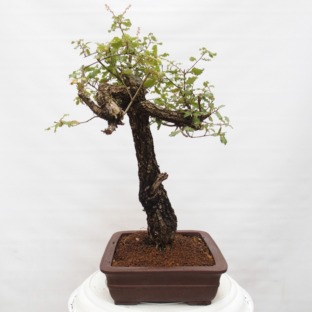 Yamadori - Quercus Ilex - Agrifoglio di quercia