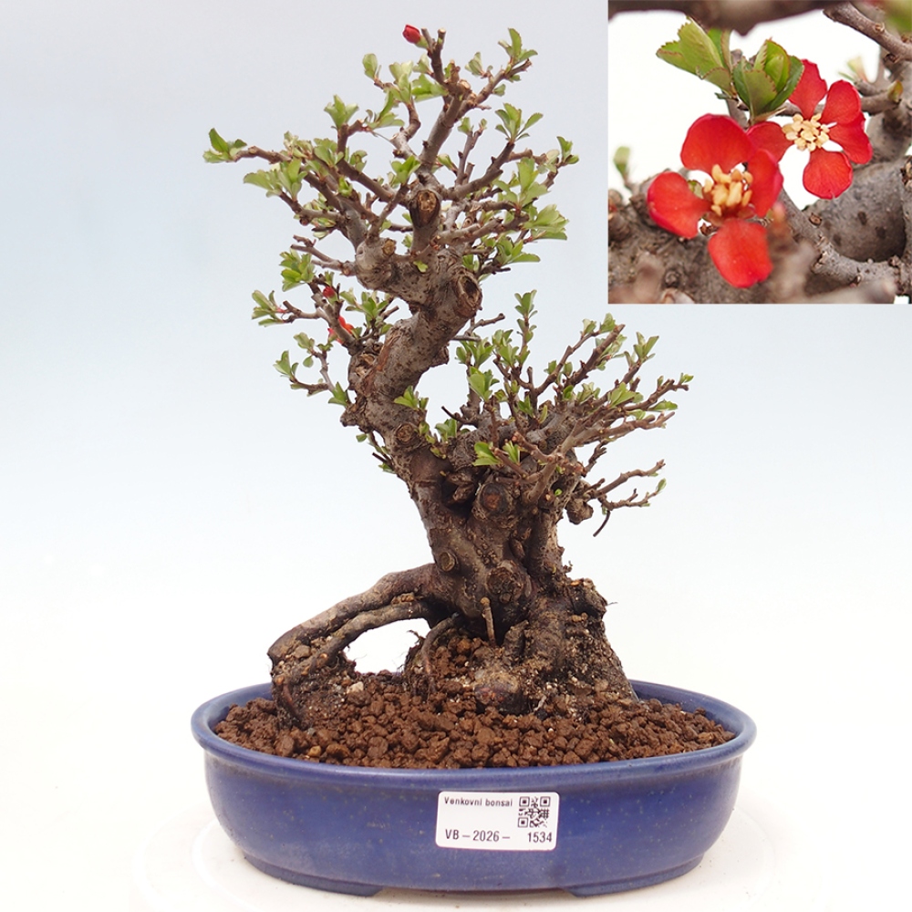 Bonsai da esterno - Chaneomeles speciosa - Cotogno