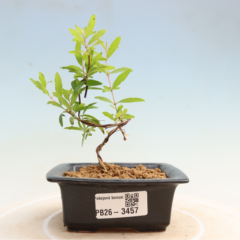 Camera bonsai-PUNICA granatum nana-Mela granata