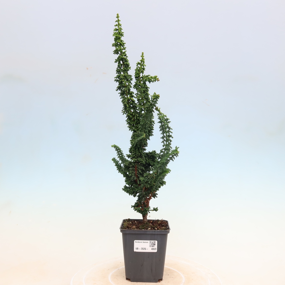 Bonsai da esterno - Cham. obtusa SEKKA HINOKI - Cipresso