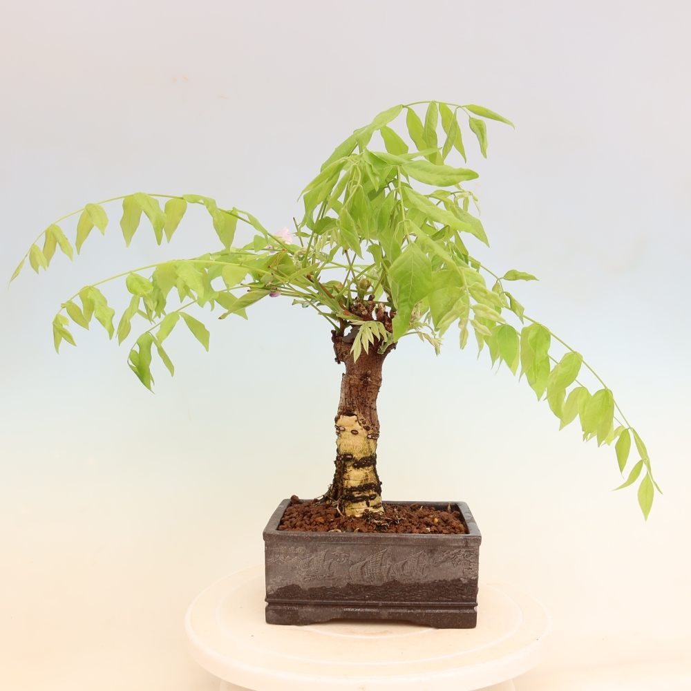 Bonsai da esterno - Glicine floribunda