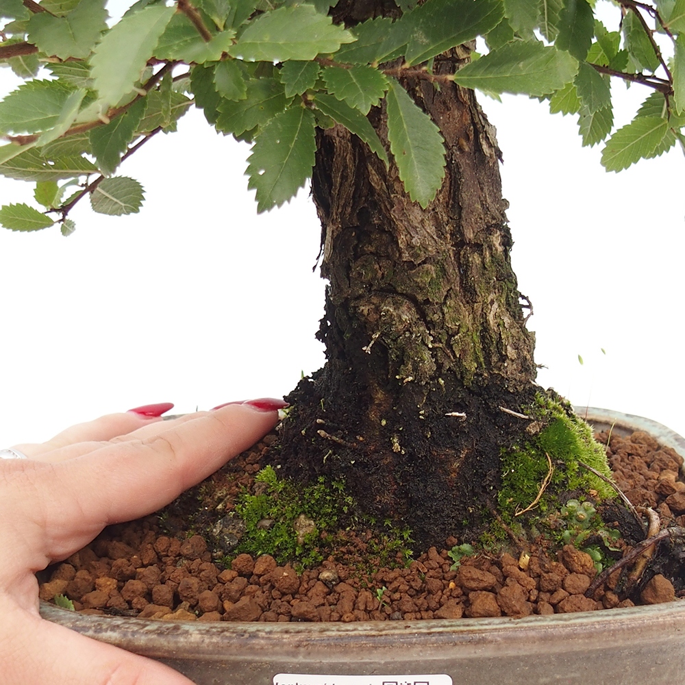 Bonsai da esterno - Zelkova - Zelkova NIRE