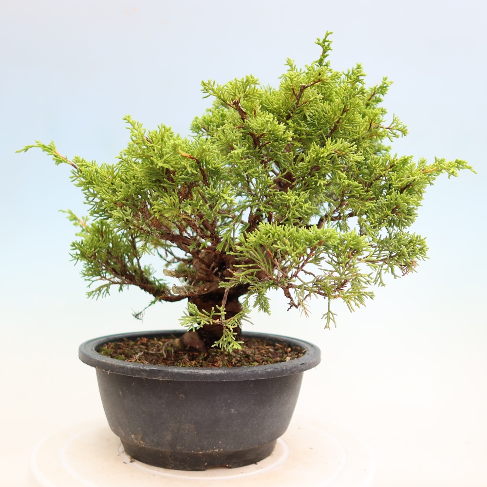Bonsai da esterno - Juniperus chinensis Itoigawa-Juniperus chinensis