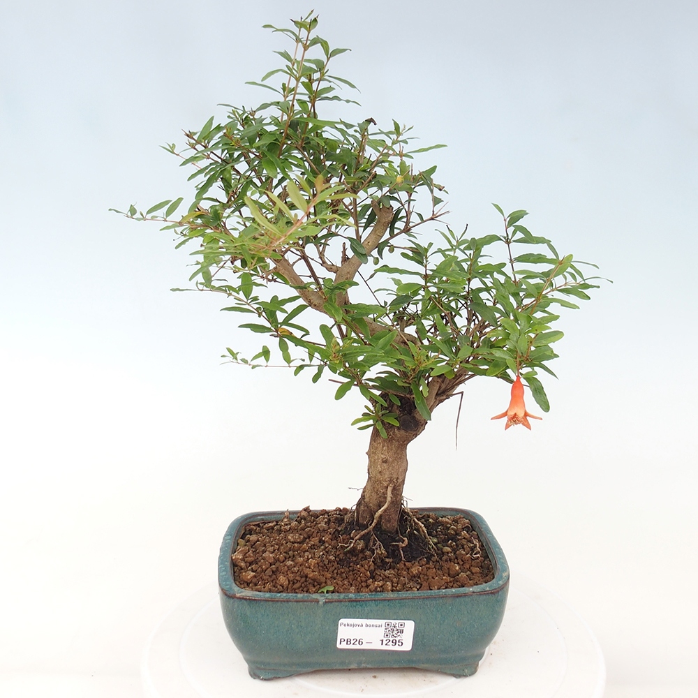 Camera bonsai-PUNICA granatum nana-Mela granata