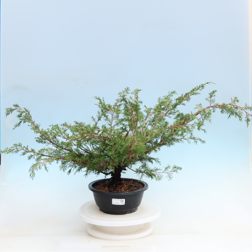 Bonsai da esterno - Juniperus chinensis Itoigawa - Ginepro cinese