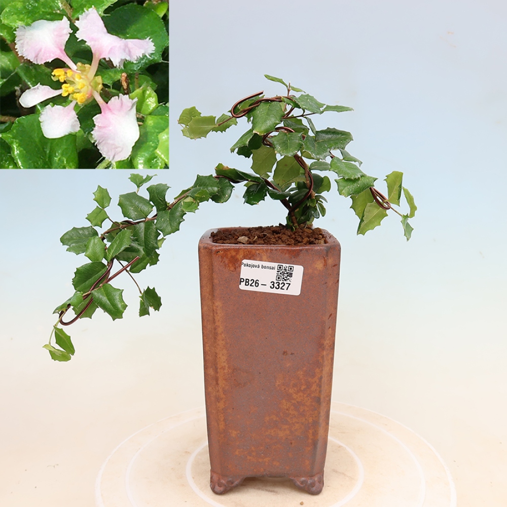 Bonsai da appartamento - Malpighia delle Barbados - Malpighia coccigera