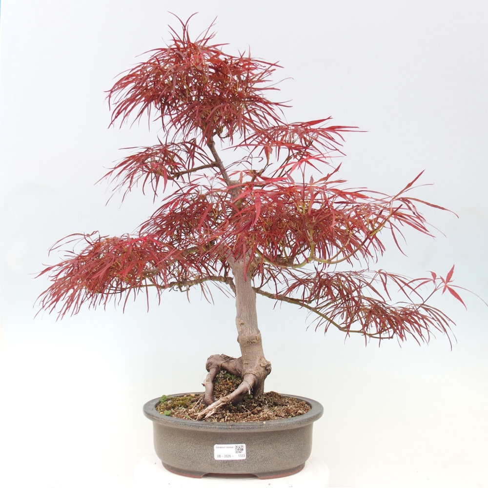Bonsai da esterno - Acer palmatum RED PYGMY