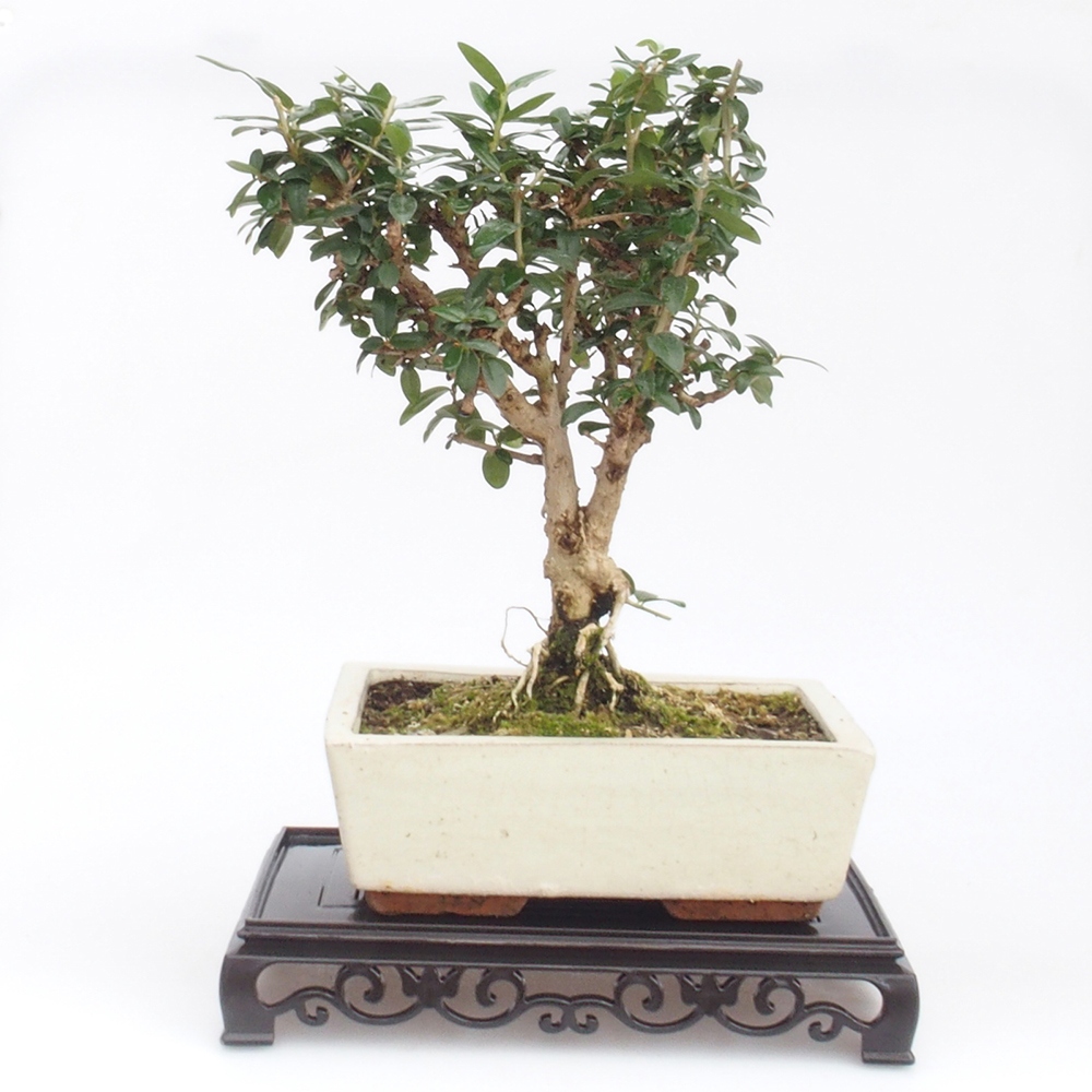 Tavolo bonsai rettangolo in plastica 22 x 14 x 4 cm, nero