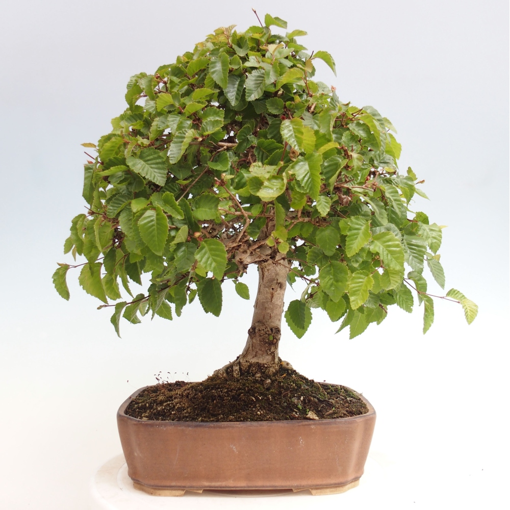 Bonsai da esterno -Carpinus CARPINOIDES - Carpino coreano
