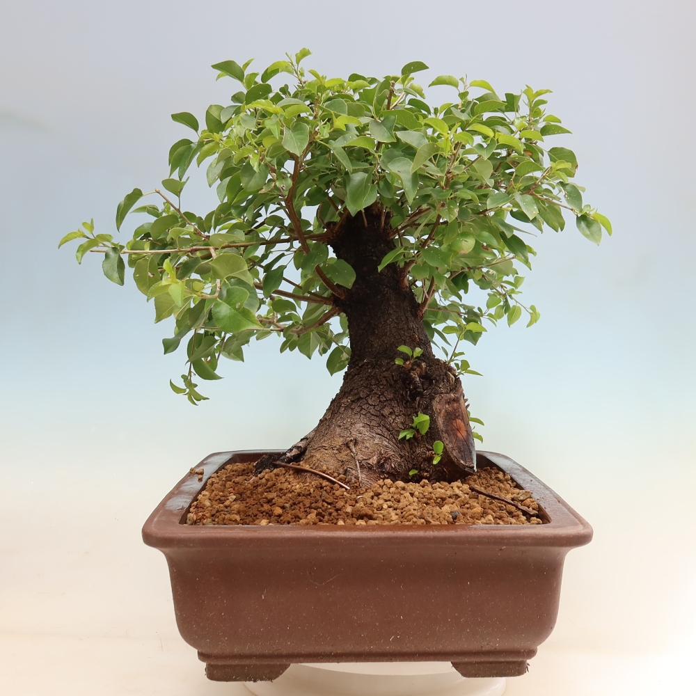 Bonsai da esterno - Mahalebka - Prunus mahaleb