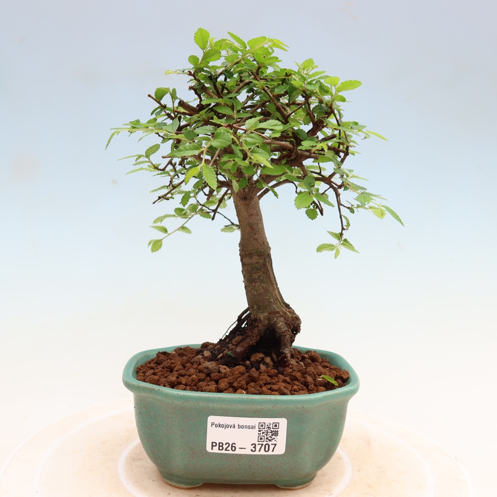 Camera bonsai - Ulmus parvifolia - Olmo a foglie piccole
