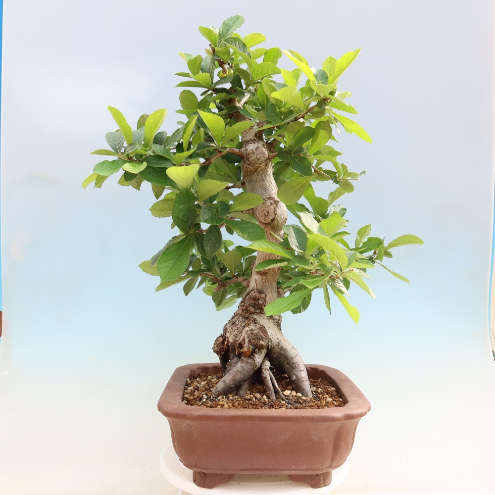 Bonsai da esterno - Photinia villosa