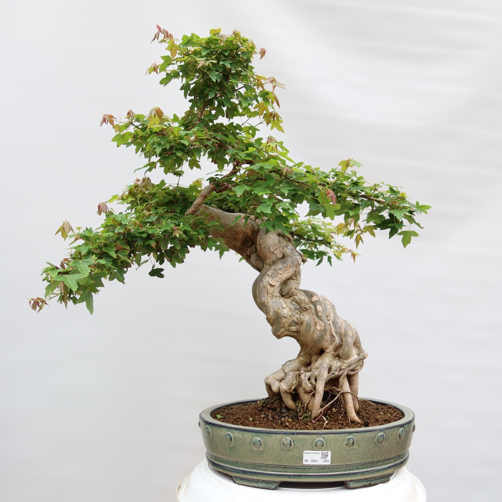 Bonsai da esterno - Acero Burger - Acer Burgerianum