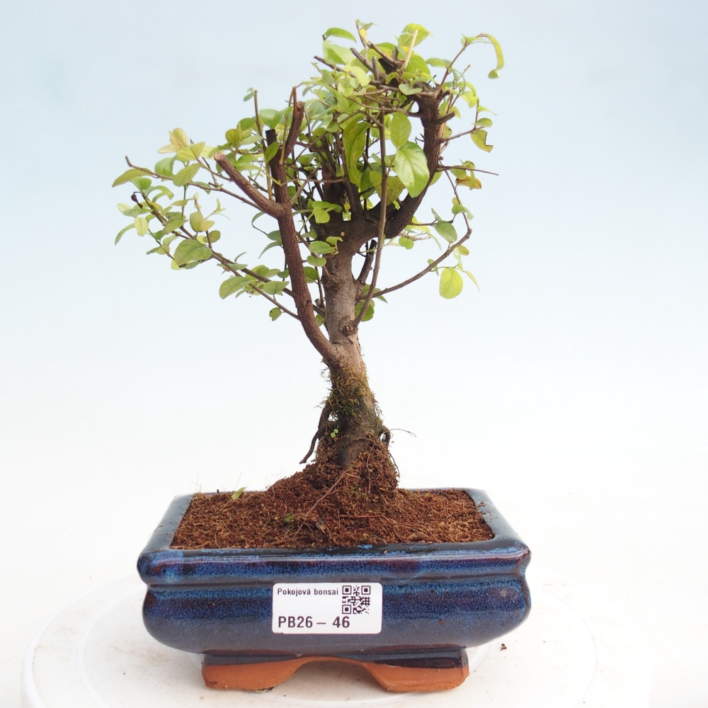 Camera bonsai - Sageretia thea - Sageretia thea