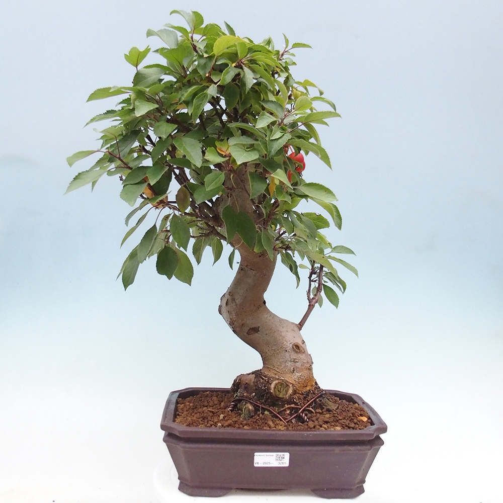 Bonsai da esterno -Malus halliana - Melo a frutto piccolo