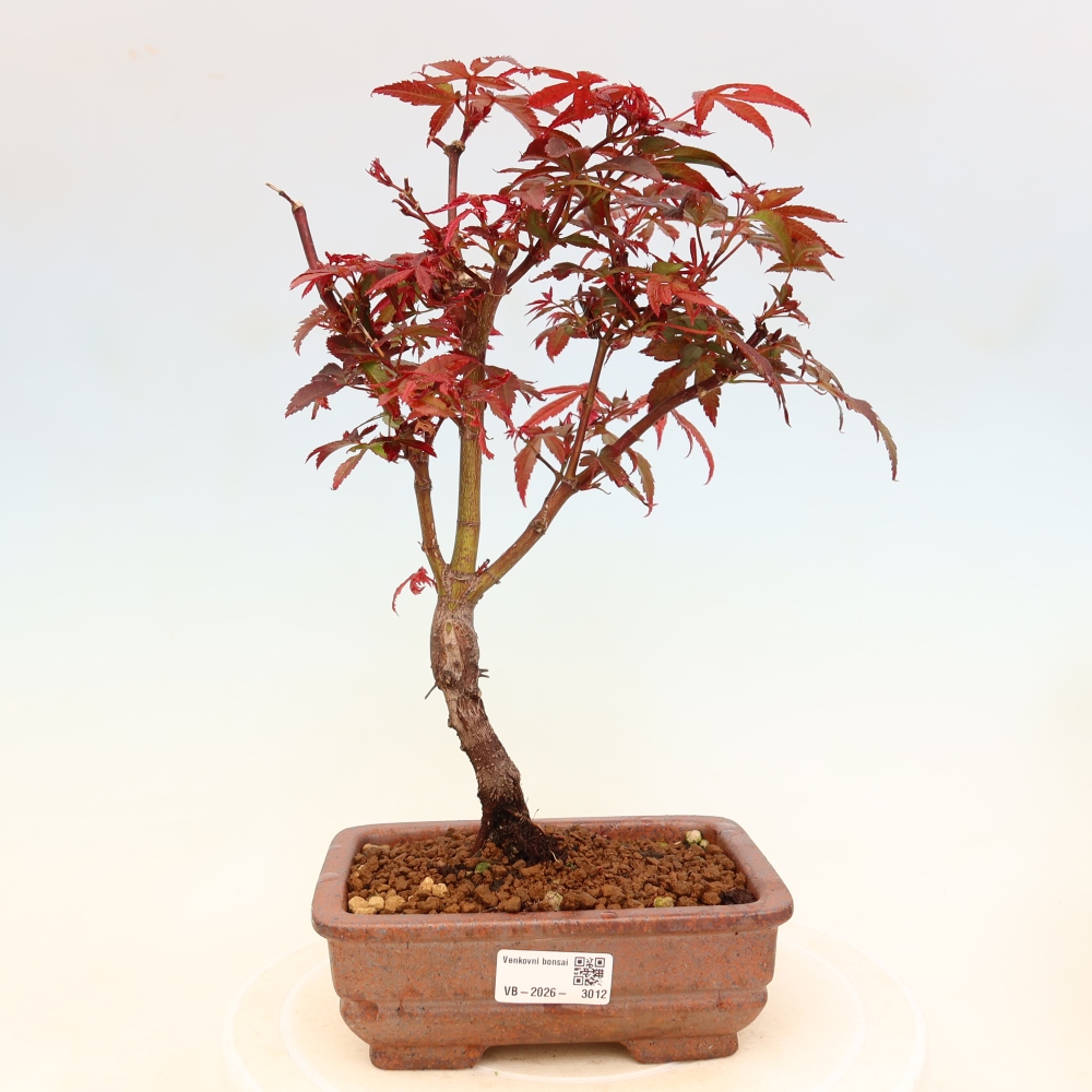 Bonsai da esterno - Acero palmatum - Acer palmatum Berry Broom 