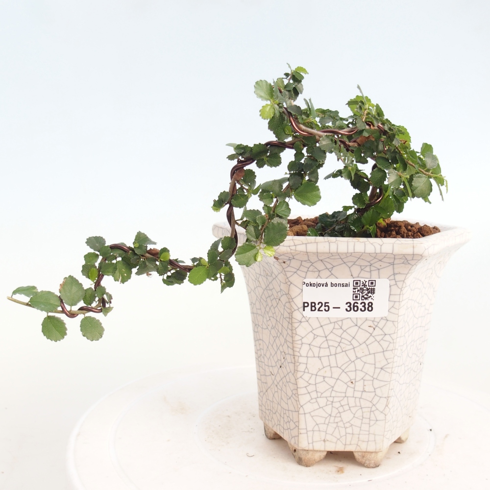 Camera bonsai - Grewia sp. - Grewia malafolia