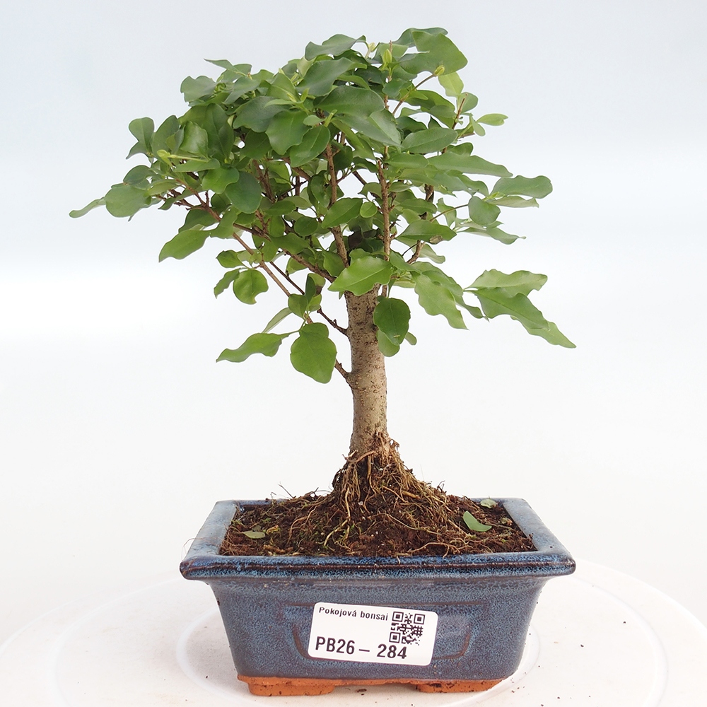 Camera bonsai -Ligustrum chinensis - Becco d'uccello