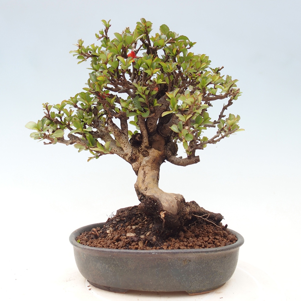 Bonsai da esterno - Chaneomeles speciosa - Cotogno