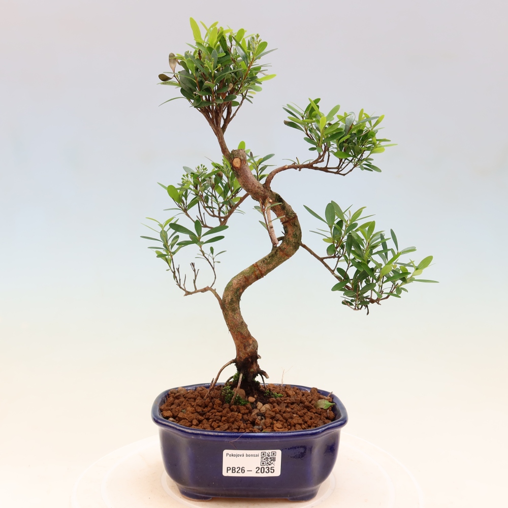 Camera bonsai - Syzygium - Pimento