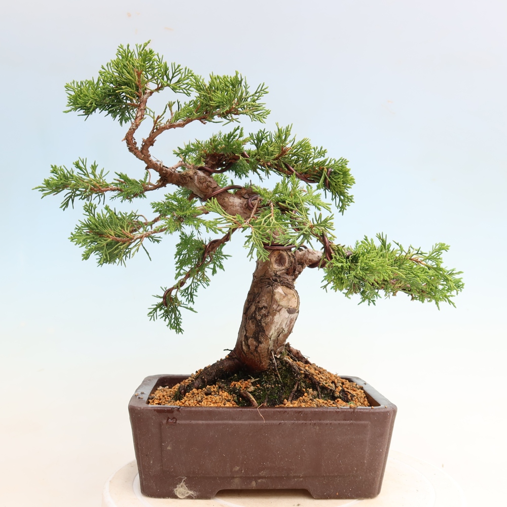 Bonsai da esterno - Juniperus chinensis Itoigawa-Juniperus chinensis