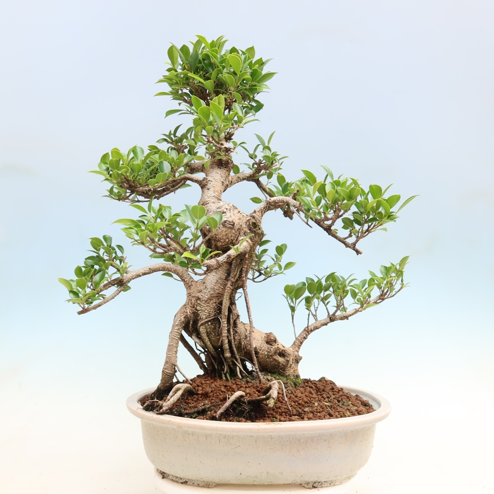 Camera bonsai - Ficus kimmen - ficus a foglie piccole