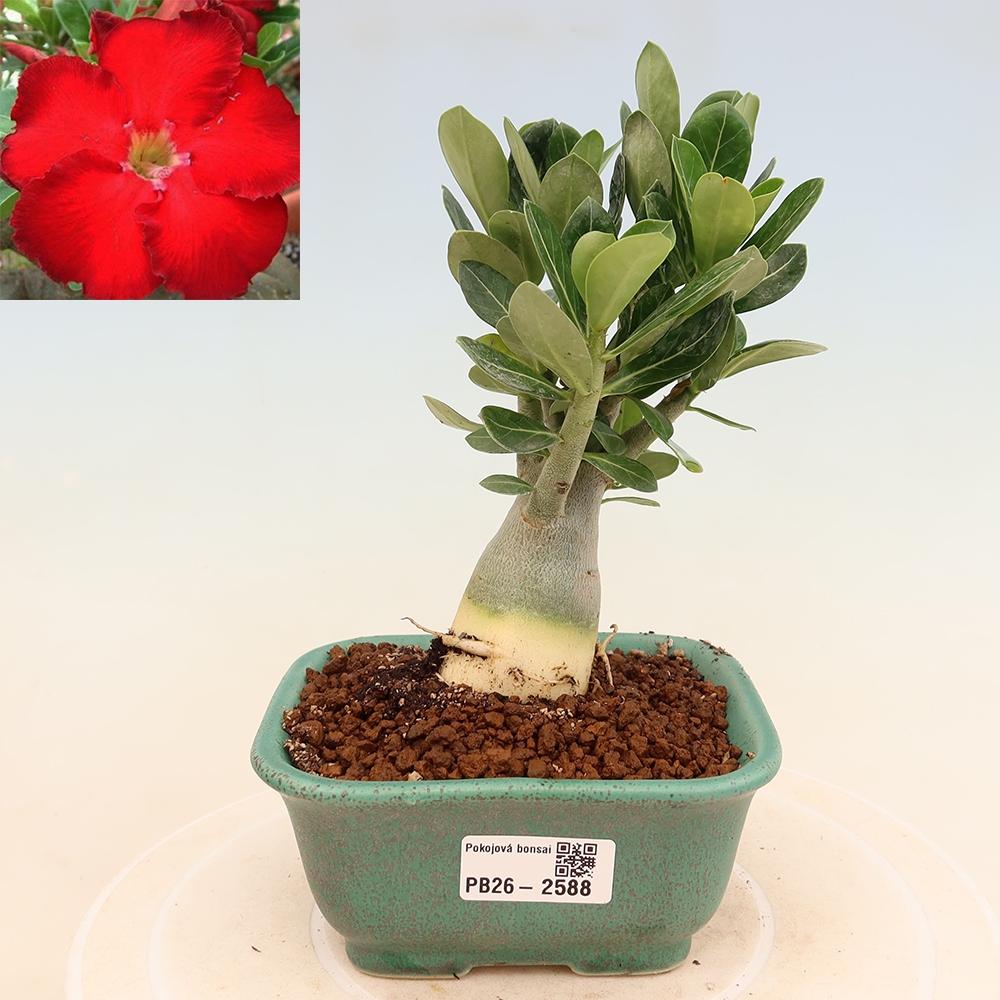 Bonsai da interno - Adenium obesum Red Star - Rosa del deserto