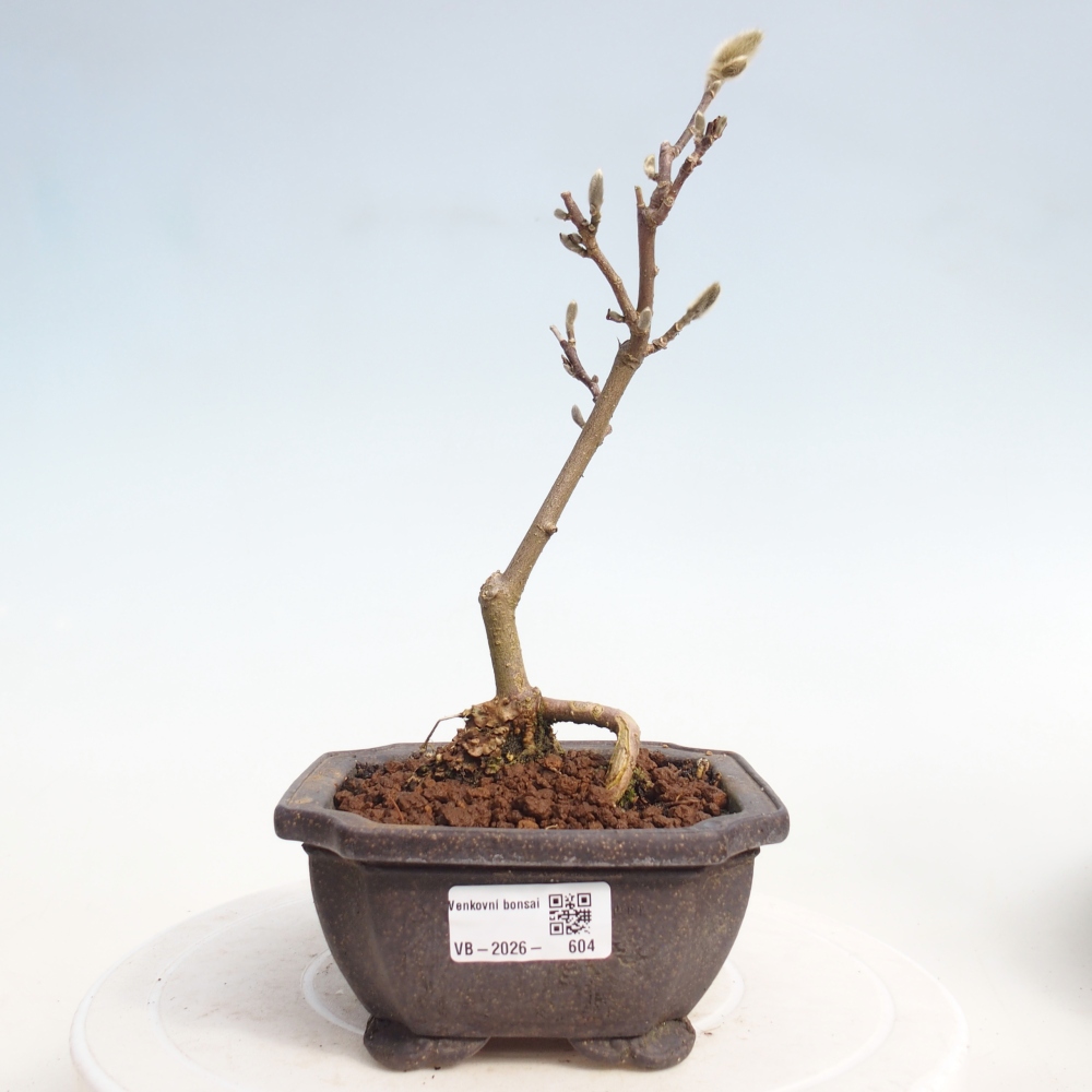 Bonsai da esterno - Magnolia stellata