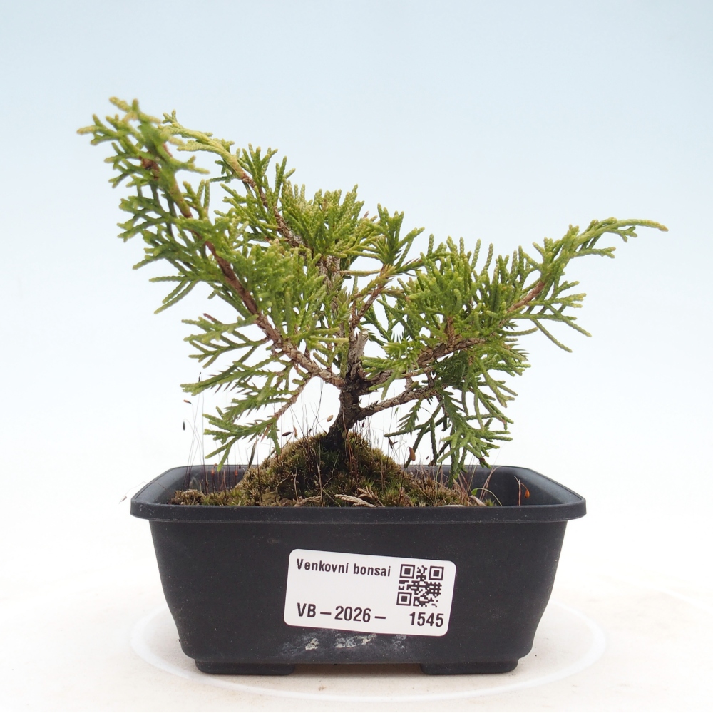 Bonsai da esterno - Juniperus chinensis Itoigawa