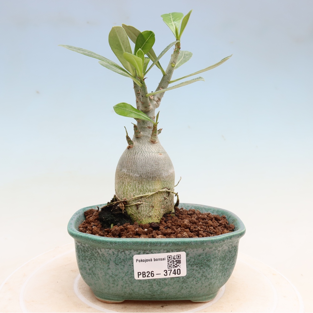 Bonsai da interno - Adenium obesum Red Star - Rosa del deserto
