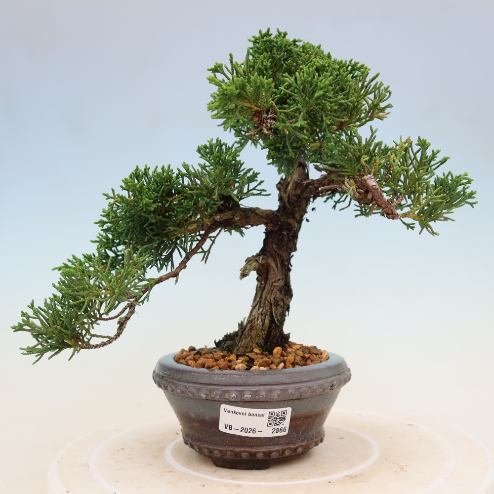 Bonsai da esterno - Juniperus chinensis Kishu