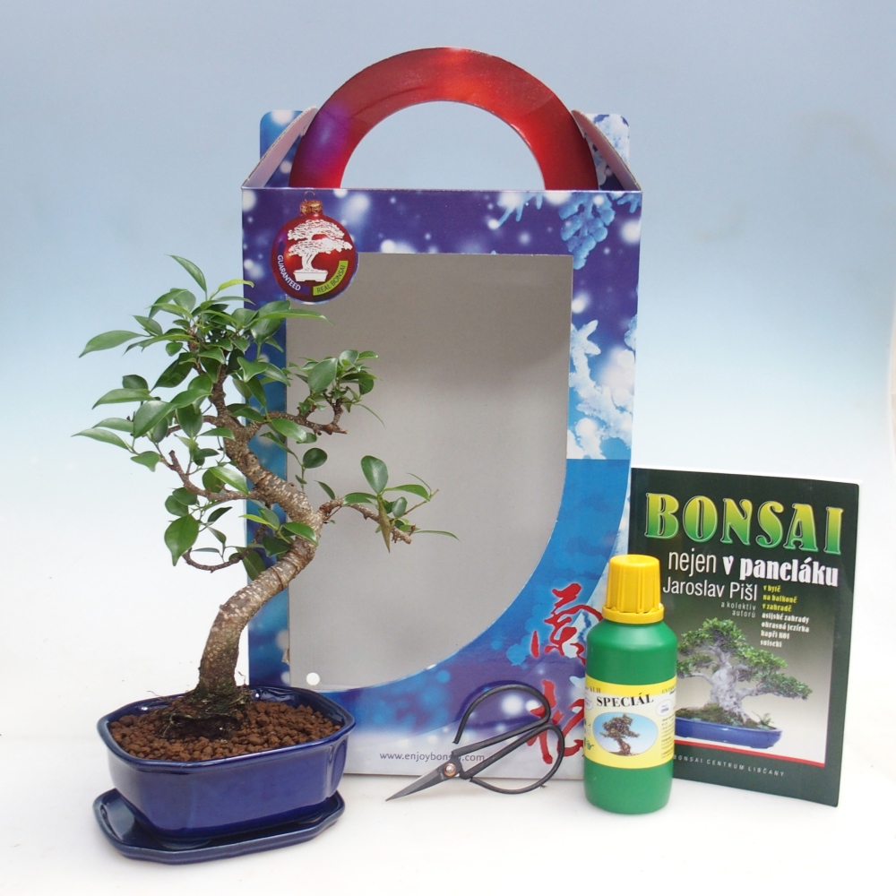 Bonsai da camera in confezione regalo
