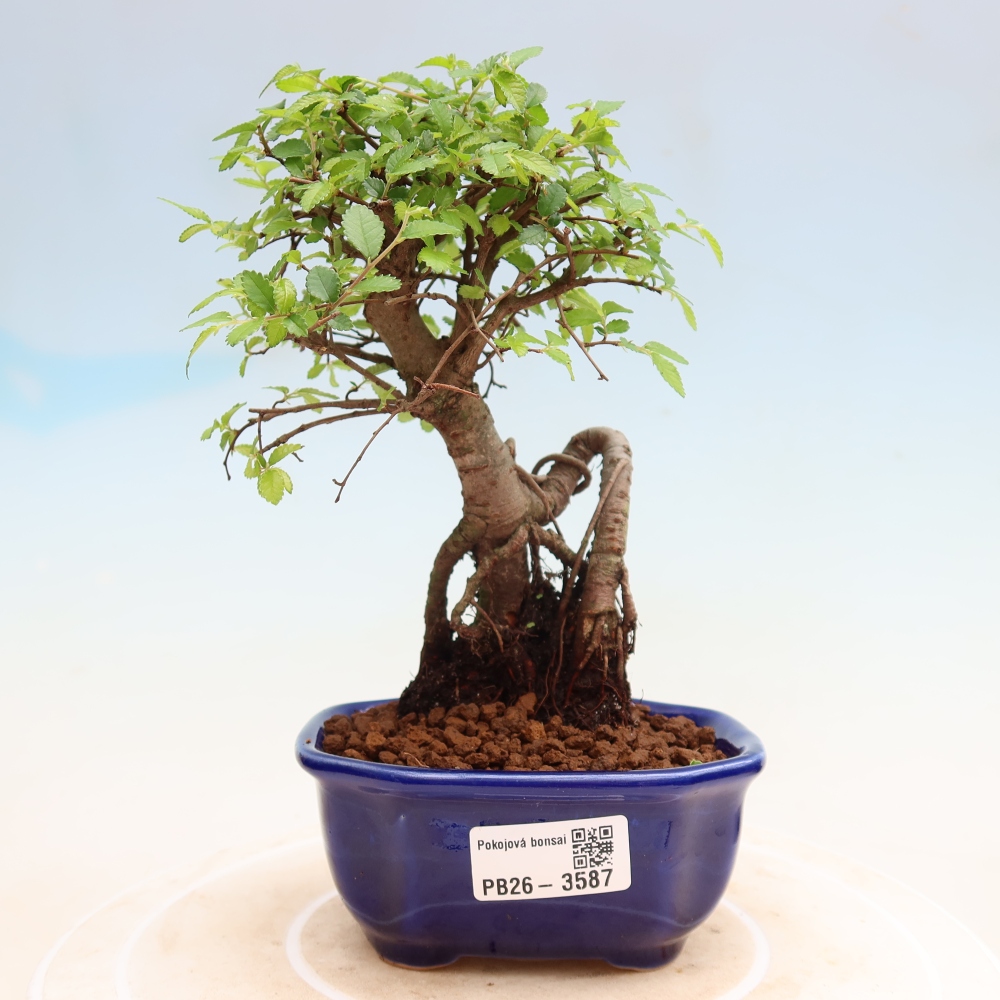 Camera bonsai - Ulmus parvifolia - Olmo a foglie piccole