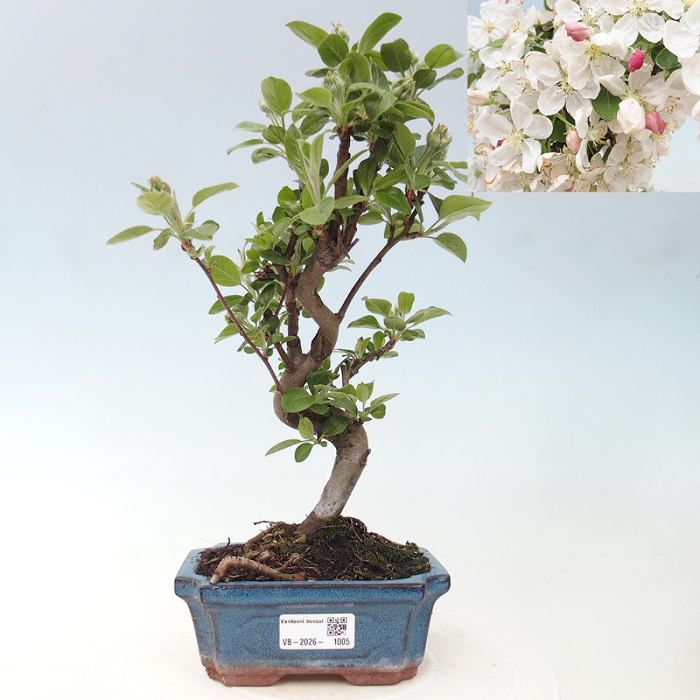 Bonsai da esterno -Malus halliana - Melo a frutto piccolo