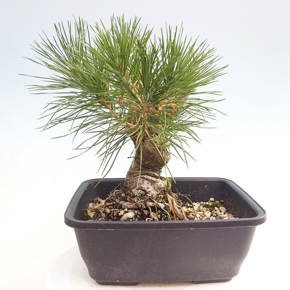 Bonsai da esterno - Pinus thunbergii - Pino di Thunberg