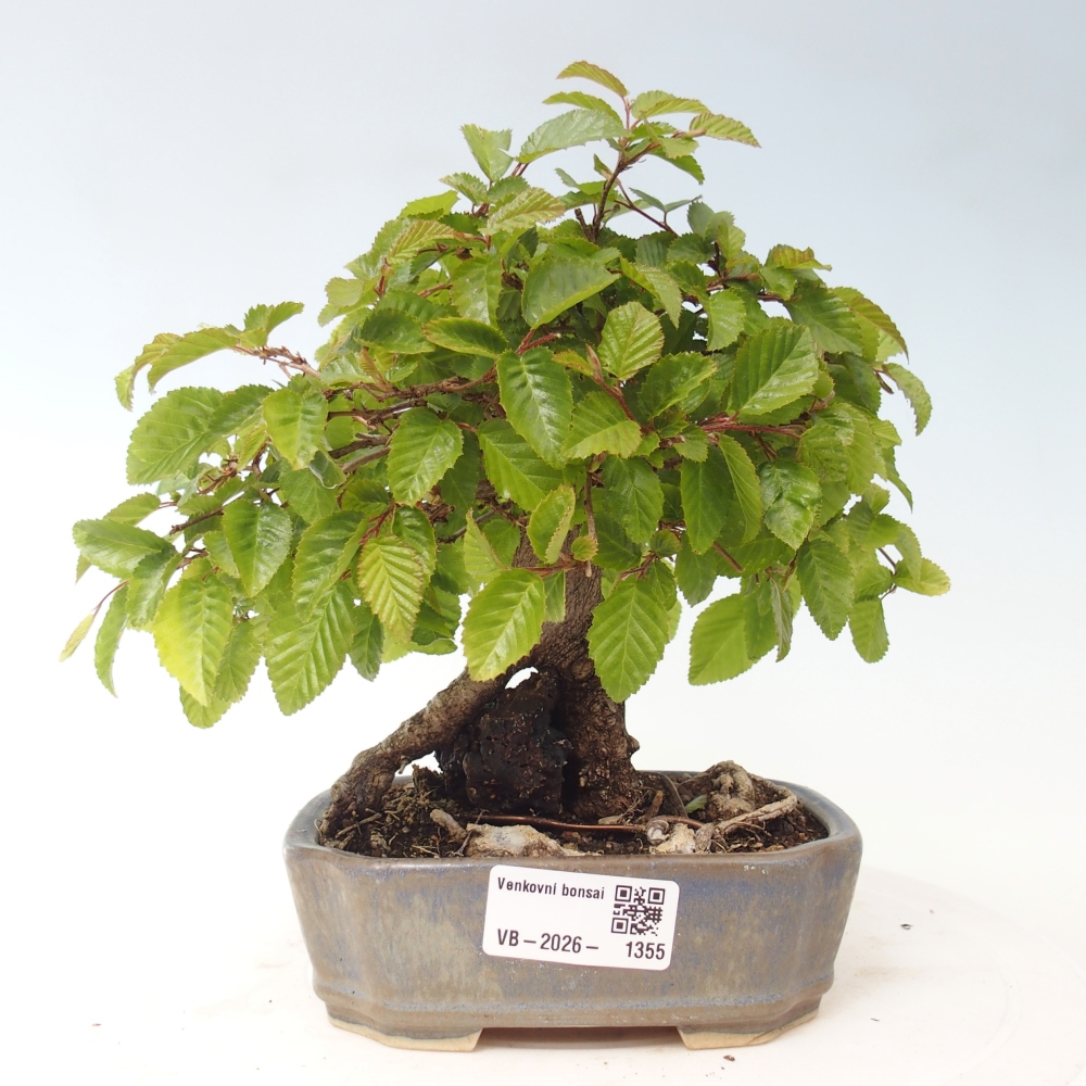 Bonsai da esterno -Carpinus CARPINOIDES - Carpino coreano