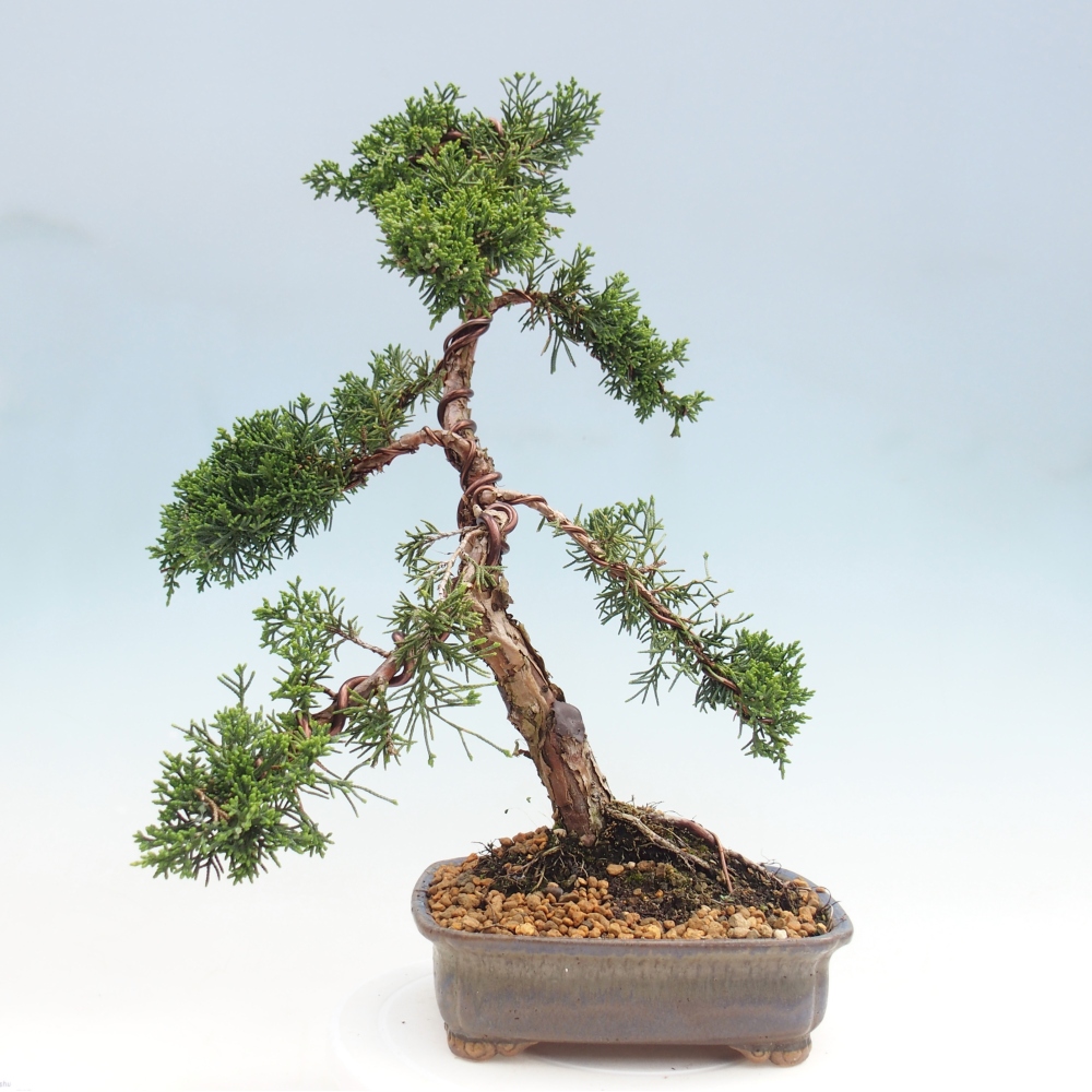 Bonsai da esterno - Juniperus chinensis Kishu