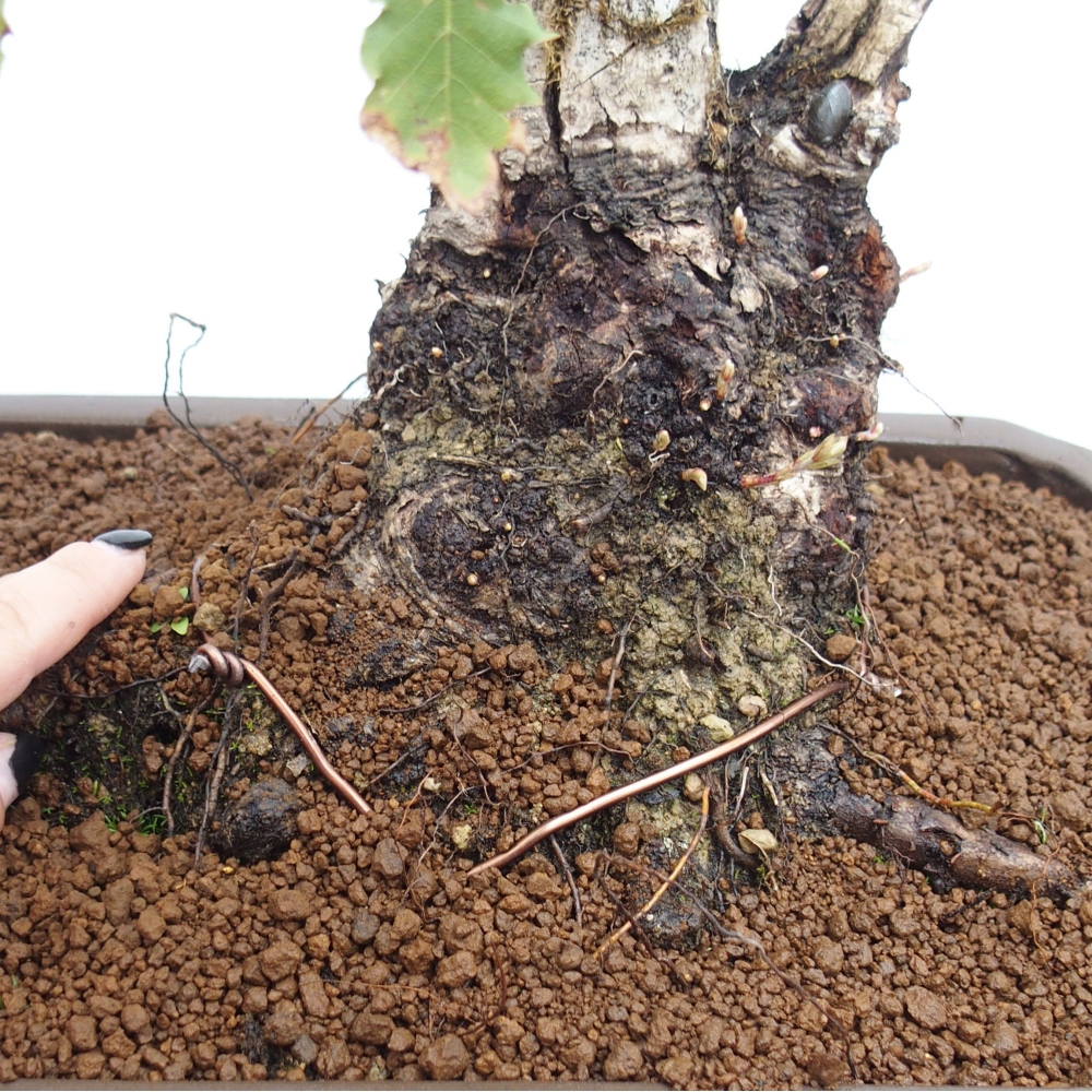 Yamadori - Quercus Ilex - Agrifoglio di quercia