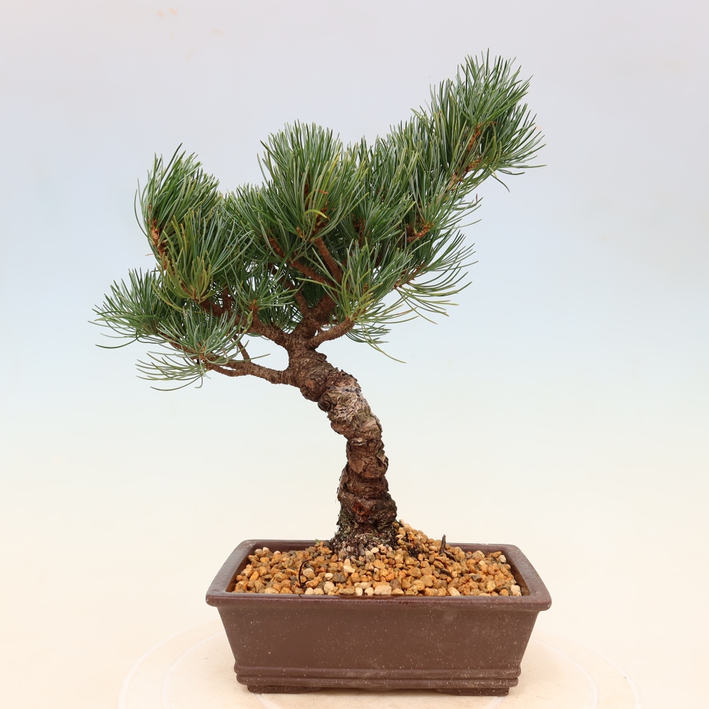 Bonsai da esterno - Pinus parviflora - Pinus parviflora