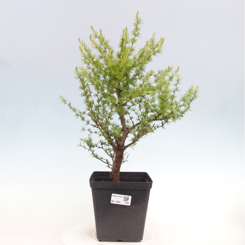 Bonsai da esterno -Larix decidua - Larice