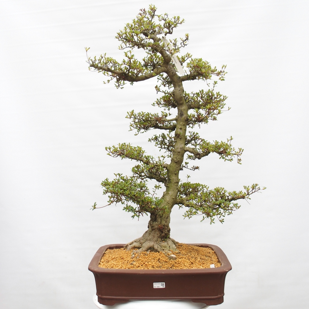 Bonsai da esterno - Azalea giapponese - Azalea Tochizumi