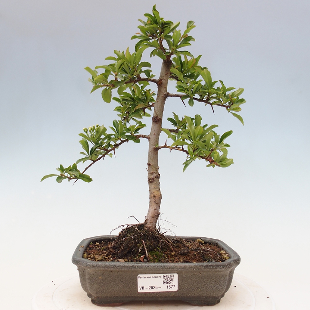 Bonsai da esterno-Pyracantha Teton -Hlox