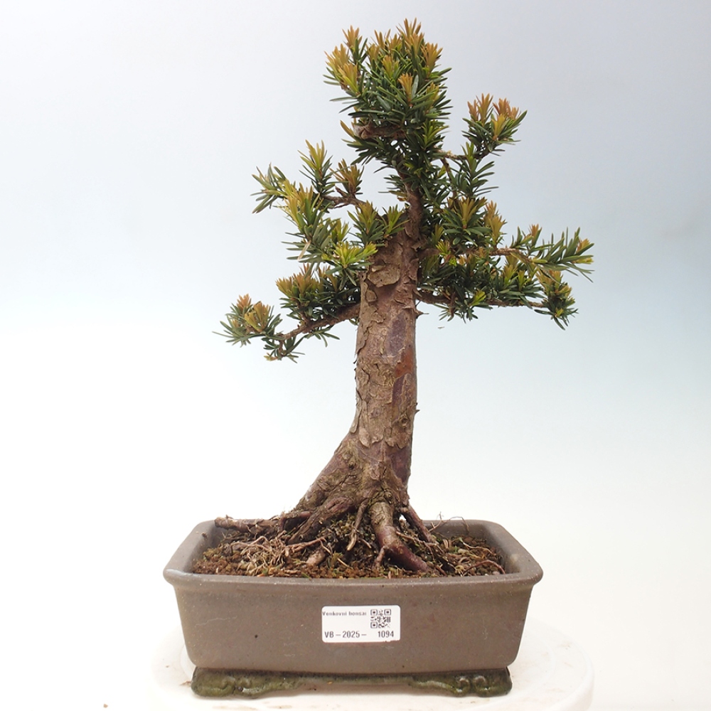 Bonsai da esterno - Taxus cuspidata - Tasso giapponese