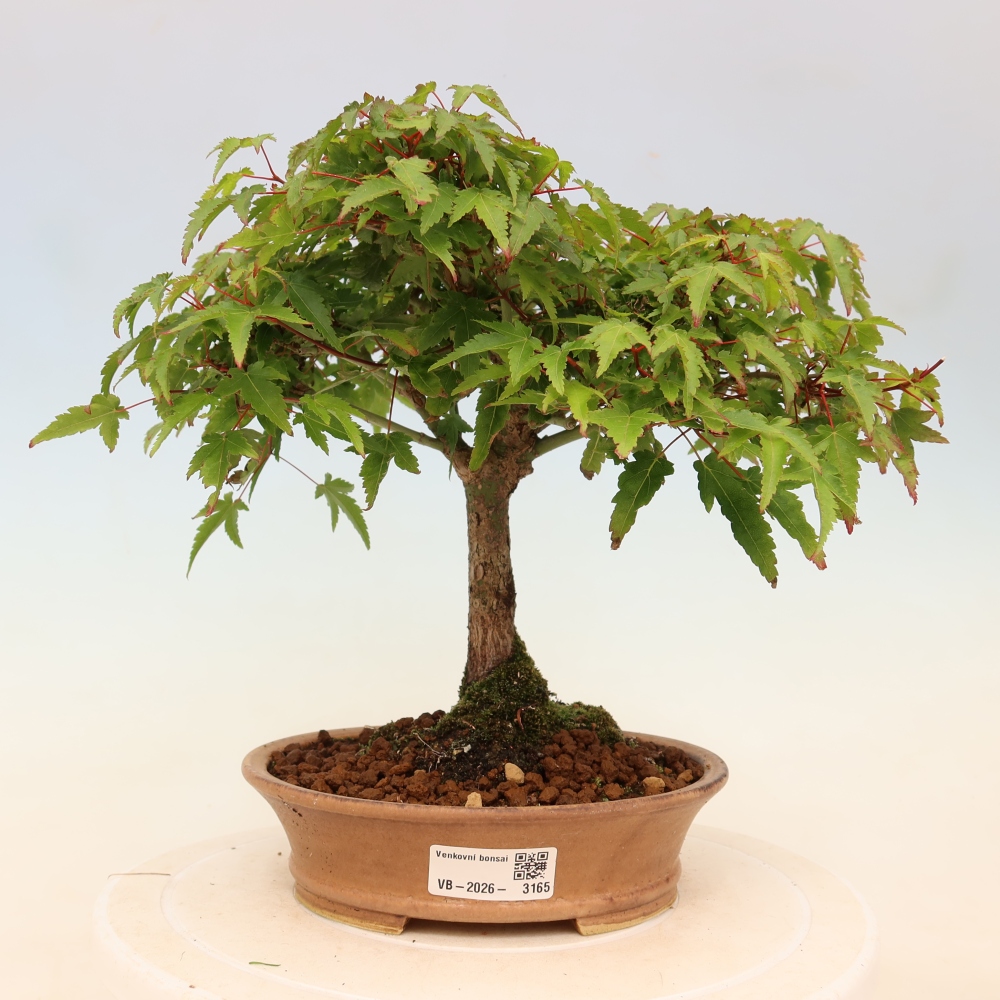 Acer palmatum KIOHIME - Acero palmato