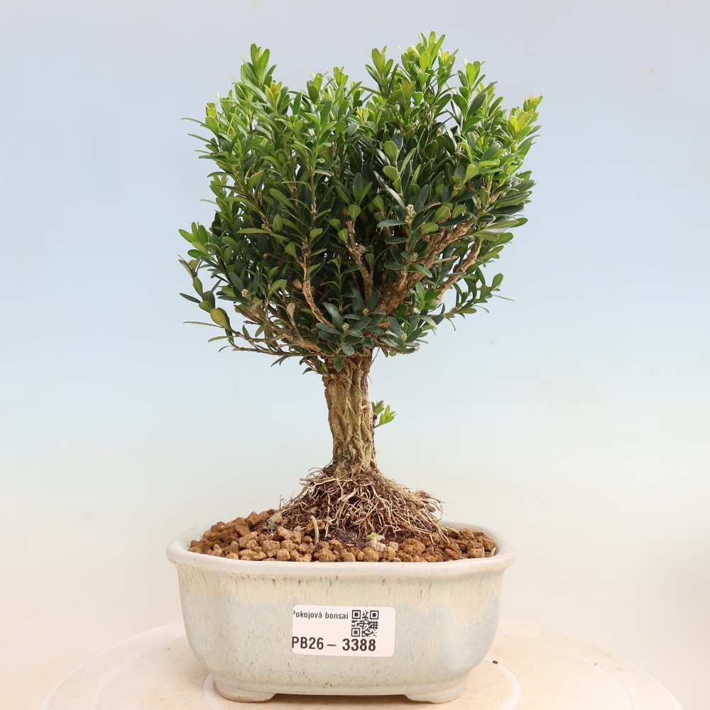 Camera bonsai - Buxus harlandii - buxus da sughero