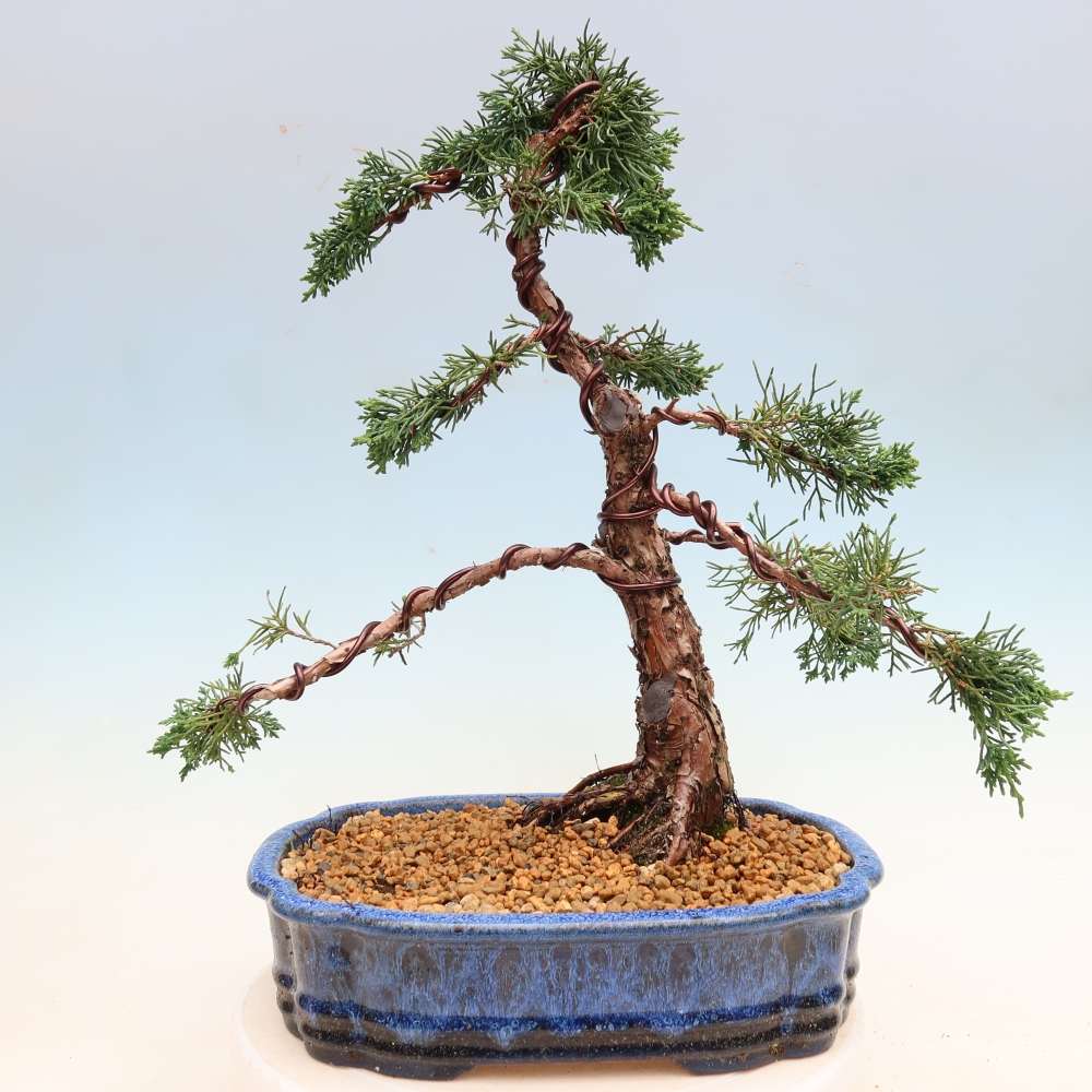 Bonsai da esterno - Juniperus chinensis Kishu