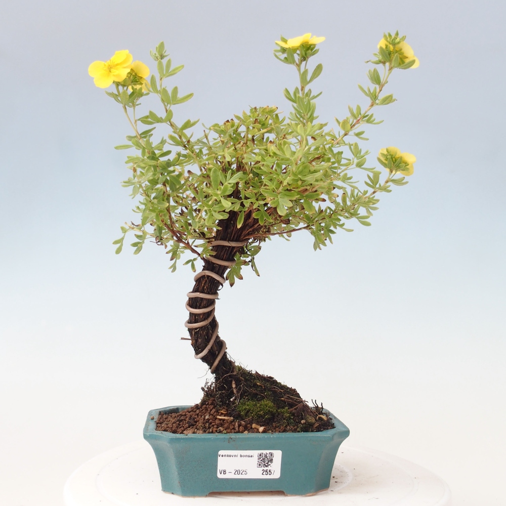 Bonsai da esterno - Potentila fruticosa yellow Bird
