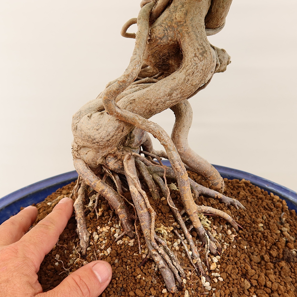 Bonsai da esterno -Carpinus Coreana - Carpino coreano